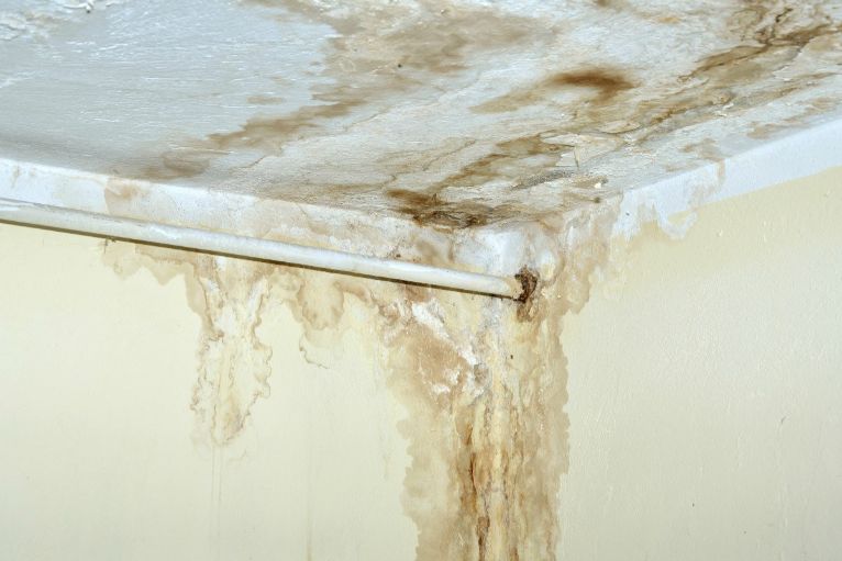 Mold Damage Removal in Pleasant View, TN (9006)