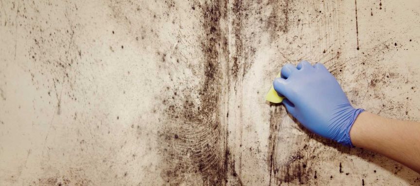 Mold Removal in Pegram, TN (3479)